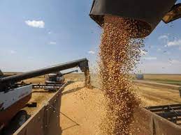 India wheat ban exempts Kuwait